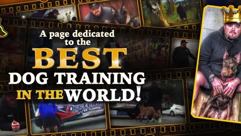 Best Dog Training | Off Leash Training | Best Dog Trainers | Celebrity Dog Trainer,