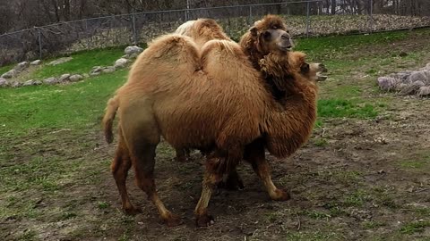 Camels create the illusion of having two heads on one body!