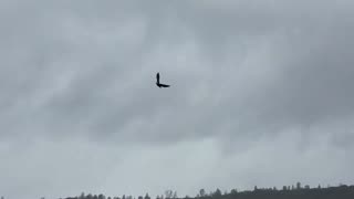 Bald Eagle Catches a Fish