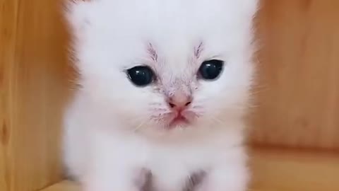 Cute Baby Cats