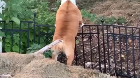 Bulldog Tries Jumping Fence