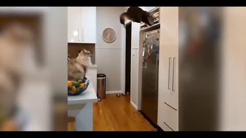 Cat Jump | Best Funny videos of the week |