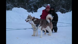 Beautiful Husky Dog Sledding in Fairbanks, Alaska in January