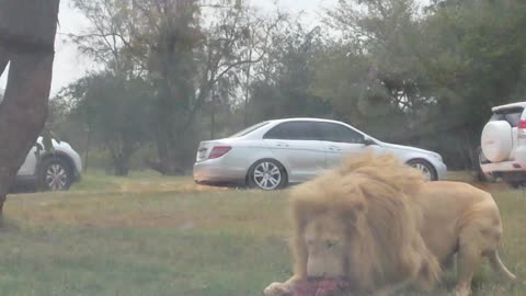 Lion pride viciously pounce on delivered meat