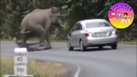 elephant attacking videos| elephant attack video 2022| elephant attack video in forest