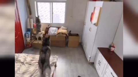 Cat and Dogs funny viral video