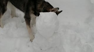 Husky puppy destroys snowman