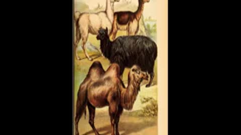 Bitchute Exclusive Video 84 Camelid Domestication (llama, alpaca)