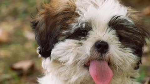 Baby dog#cute puppy barking#4kviral#shorts#puppyvideos #cutepuppy #doglife #happypuppy #cutedogs