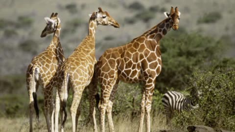 Short Necked Giraffes: Full Metal Ox Day 845