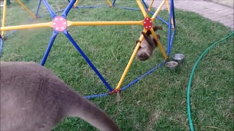 How Sloths Do Stand-Up: Hilarious Slow-Mo Moments 😂🤣