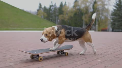 Beagle dog kick the skateboard and rides in park. Pet Dog skateboarding outdoor. Slow motion