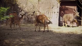 Young Nyala Deers Live With Family In Zoo