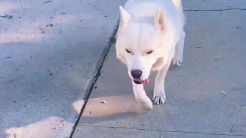 ADORABLE DOG WALKING IN THE STREET