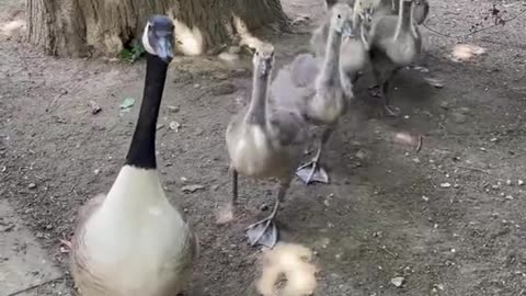 Geese marching
