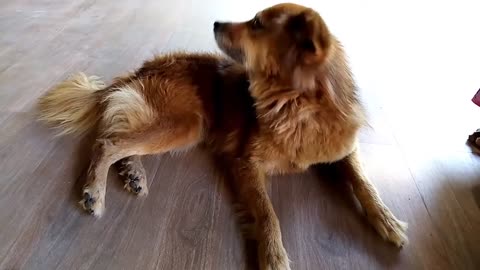 cute dog , Cute funny video