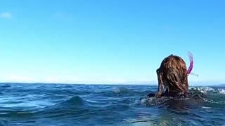 Very close encounter footage dolphins