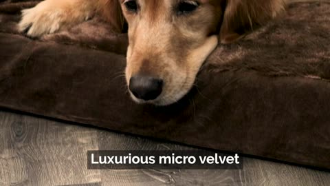 Furhaven XL Orthopedic Dog Bed Plush & Velvet L Shaped Chaise