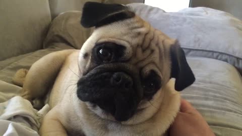 Cute Pug performs adorable head turns