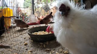 Backyard Chickens Pasta Feast Sounds Noises Hens Roosters!