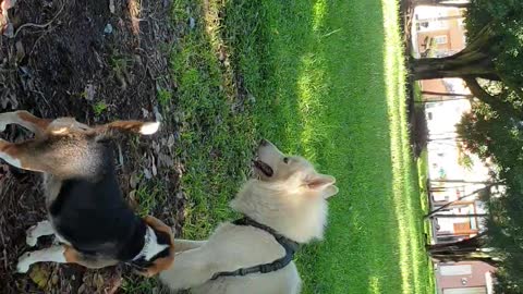 Beagle puppy playing at park
