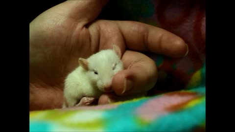 How to properly brush a baby rat