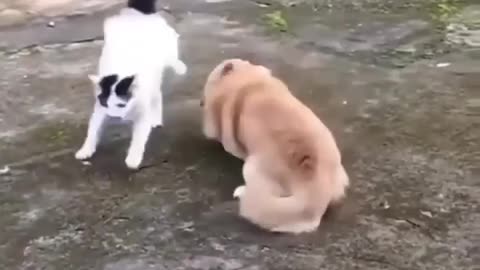 cat vs dog horrible fight 🙏😱😍| Cuti kitty |