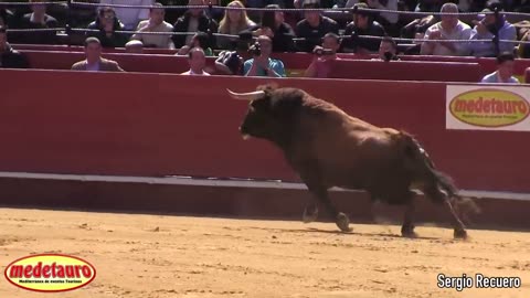 Campeonato con toros 'Recortador De Oro' 🎖 · Valencia "Fallas" 2016