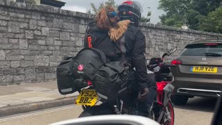 Cool Dog Rides Motorbike