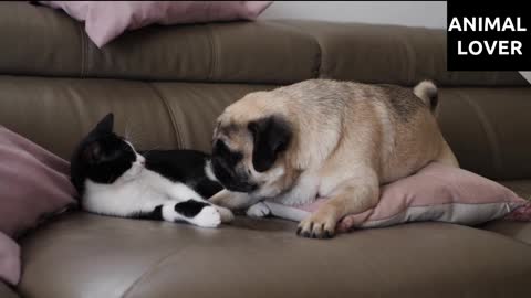 DOG AND CAT LOOKING EACH OTHER FUNNY VIDEO