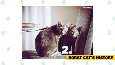 Korat Cats 101 : Fun Facts & Myths