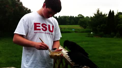 Boy feeds ravenous orphaned crows with chopsticks
