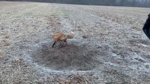 Red Fox Trapping