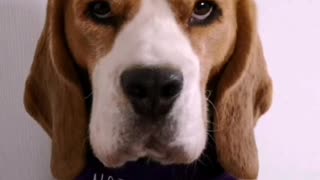 Covid lockdown discussed by Billy the Beagle