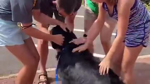 Shelter dog ADOPTION reaction video *EMOTIONAL*