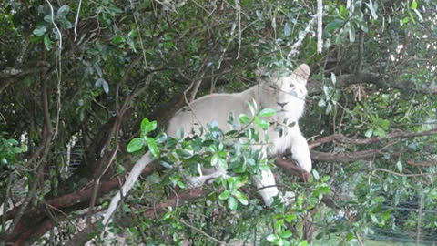 Young white lion relaxes in a tree