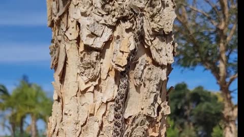 Snake climbing a tree