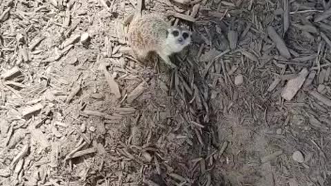 Cute Meerkat