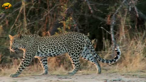 Kangal Dog Vs Leopard Real Fight