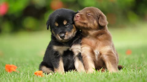 Two Cute Puppies