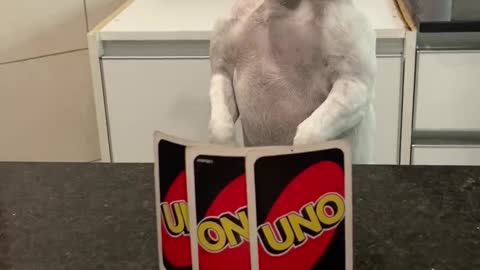 Angry Game of Uno