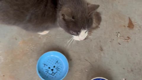 Benji the Stray Cat's Meow Sounds Like an Angry Grandpa