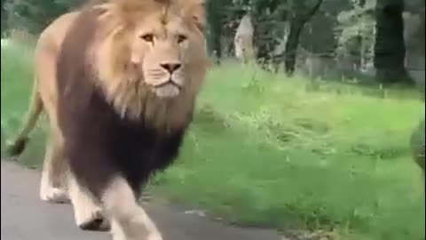 Lion between cars