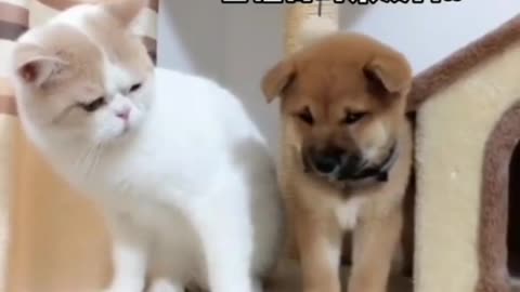 Funny and Cute Cats Videos #152