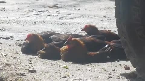 nagmomoment ang mga manok eh