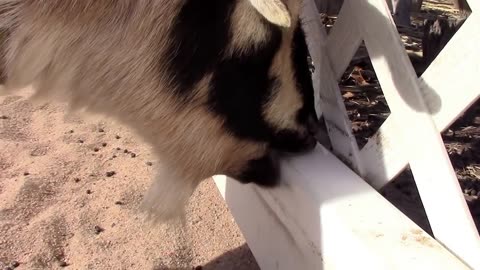 Weird Goat Loves The Squeaking Sound a Plastic Fence Makes