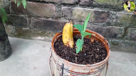 Grow banana tree from banana 🍌🍌🍌