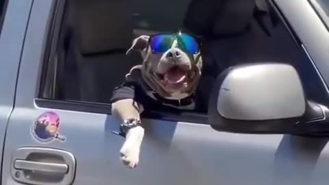 Coolest dog you'll ever see !