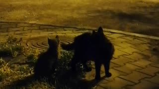 Cat family in the night