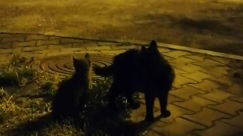 Cat family in the night